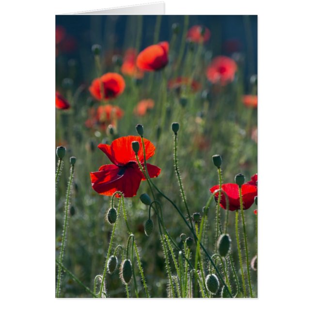  papaver in Wild Meadow Foto (Voorkant)