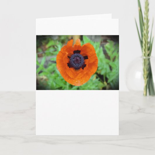 Papaver, kaart (Voorkant)