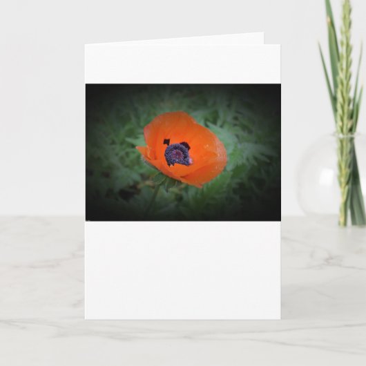 Papaver, kaart (Voorkant)