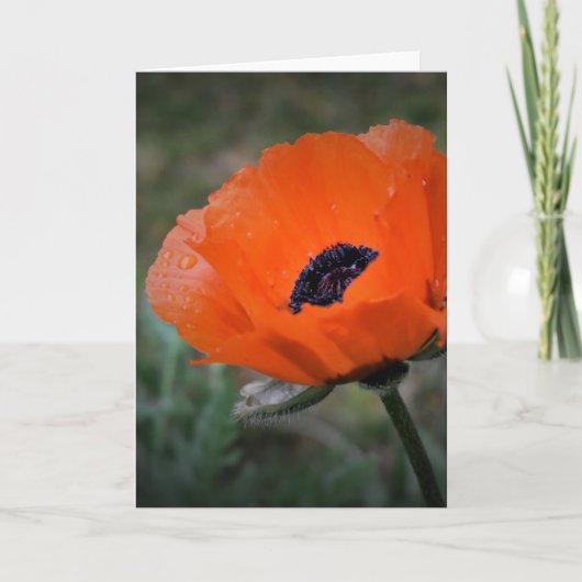 Papaver, kaart (Voorkant)