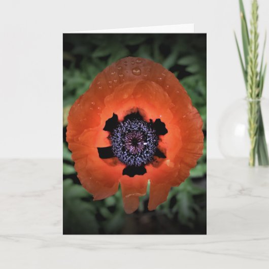 Papaver, kaart (Voorkant)