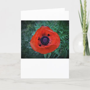 Papaver, kaart