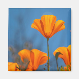 papaver magneet