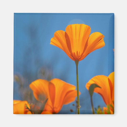 papaver magneet (Voorkant)