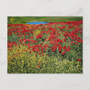 Papaver, Midden-atlas, Marokkaanse bloemen Briefkaart