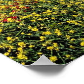 Papaver, Midden-atlas, Marokkaanse bloemen Poster (Hoek)