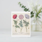 papaver multiplex albumoris rubicundis; briefkaart (Staand voorkant)