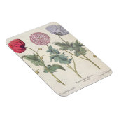 papaver multiplex albumoris rubicundis; magneet (Rechterzijde)