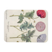 papaver multiplex albumoris rubicundis; magneet (Horizontaal)