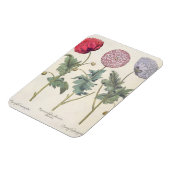 papaver multiplex albumoris rubicundis; magneet (Linkerzijde)