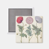 papaver multiplex albumoris rubicundis; magneet (Voorkant / Achterkant)