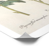 papaver multiplex albumoris rubicundis; poster (Hoek)