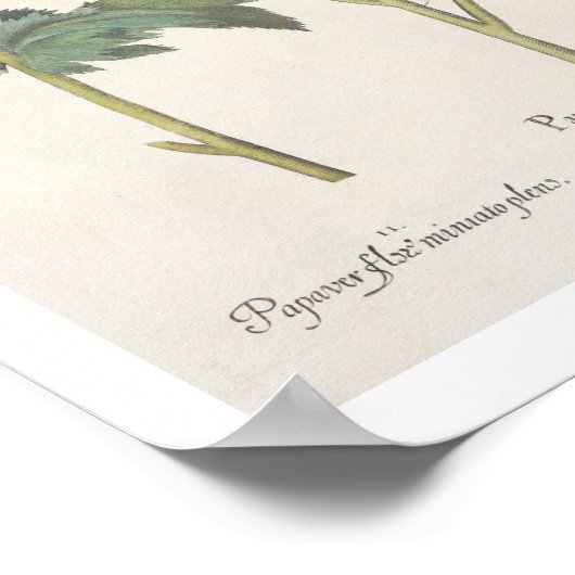 papaver multiplex albumoris rubicundis; poster (Hoek)