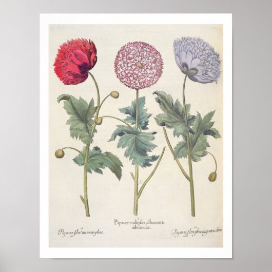 papaver multiplex albumoris rubicundis; poster (Voorkant)