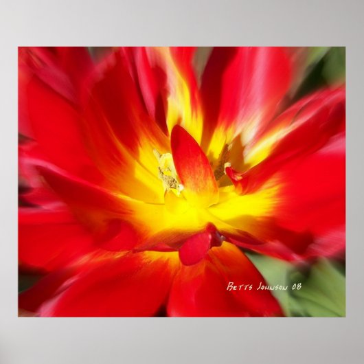 Papaver op vuur. poster (Voorkant)