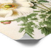 papaver poster (Hoek)