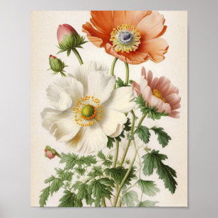  papaver poster