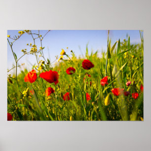 papaver poster