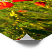 papaver poster (Hoek)