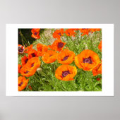 papaver poster (Voorkant)