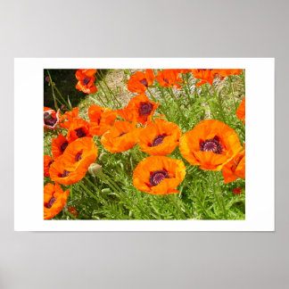 papaver poster