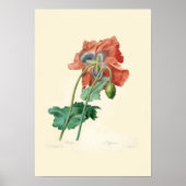 papaver poster (Voorkant)