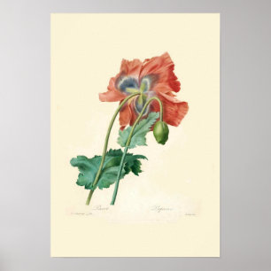 papaver poster