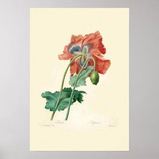 papaver poster (Voorkant)