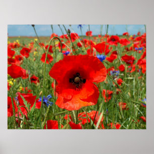 Papaver  poster