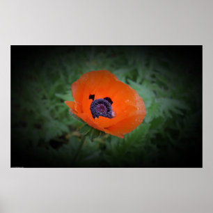 papaver, poster