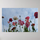 papaver poster (Voorkant)