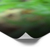 papaver, poster (Hoek)