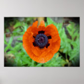 papaver, poster (Voorkant)