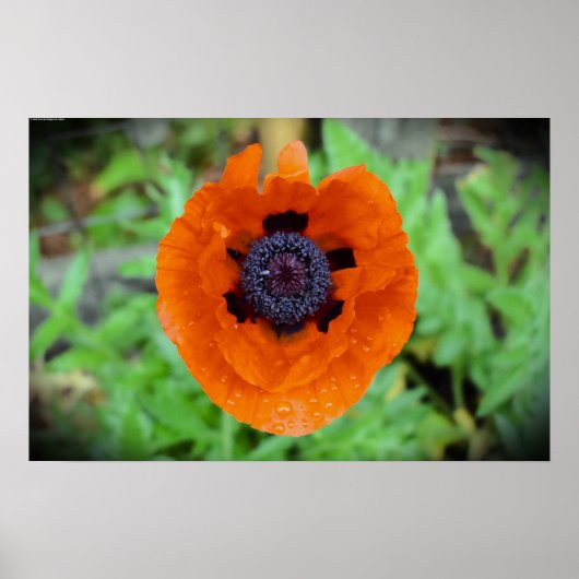 papaver, poster (Voorkant)