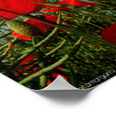 papaver poster (Hoek)