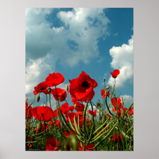papaver poster