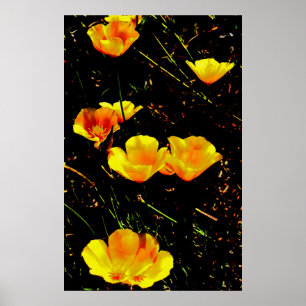 papaver poster