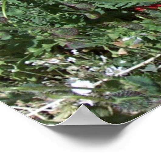 papaver poster (Hoek)