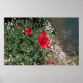 papaver poster (Voorkant)