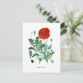 Papaver rhoea briefkaart (Staand voorkant)