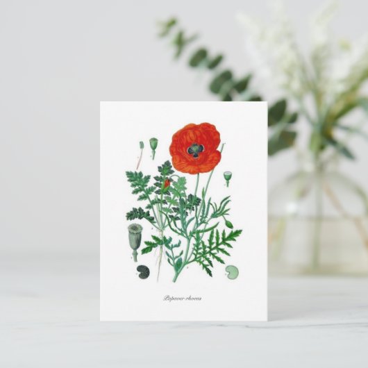 Papaver rhoea briefkaart (Staand voorkant)