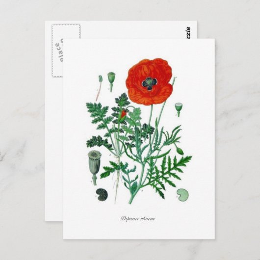 Papaver rhoea briefkaart (Voorkant / Achterkant)