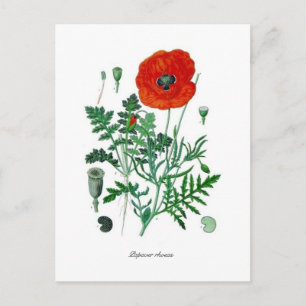 Papaver rhoea briefkaart