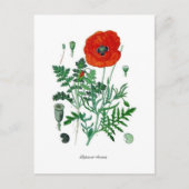 Papaver rhoea briefkaart (Voorkant)