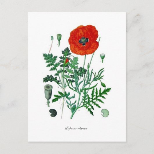 Papaver rhoea briefkaart (Voorkant)