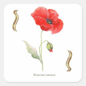Papaver rhoeas  vierkante sticker (Voorkant)