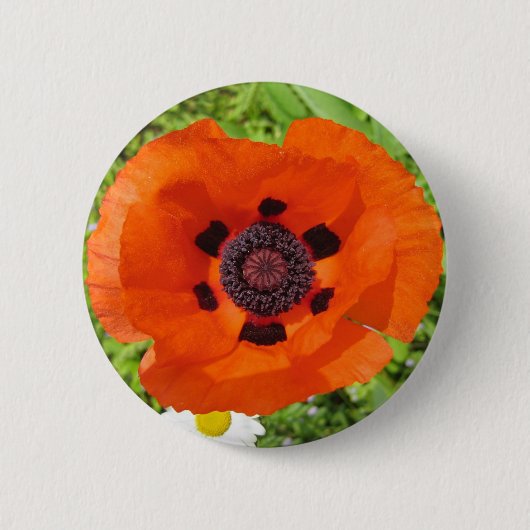 Papaver Ronde Button 5,7 Cm (Voorkant)