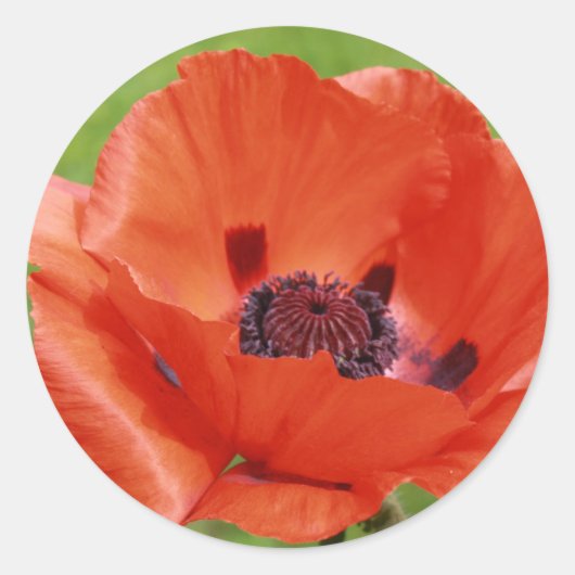 papaver ronde sticker (Voorkant)