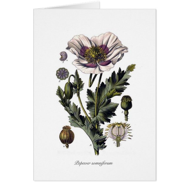 Papaver somniferum (Voorkant)
