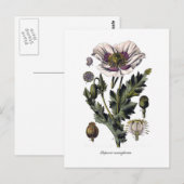 Papaver somniferum briefkaart (Voorkant / Achterkant)